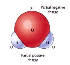 Water molecule partial charges