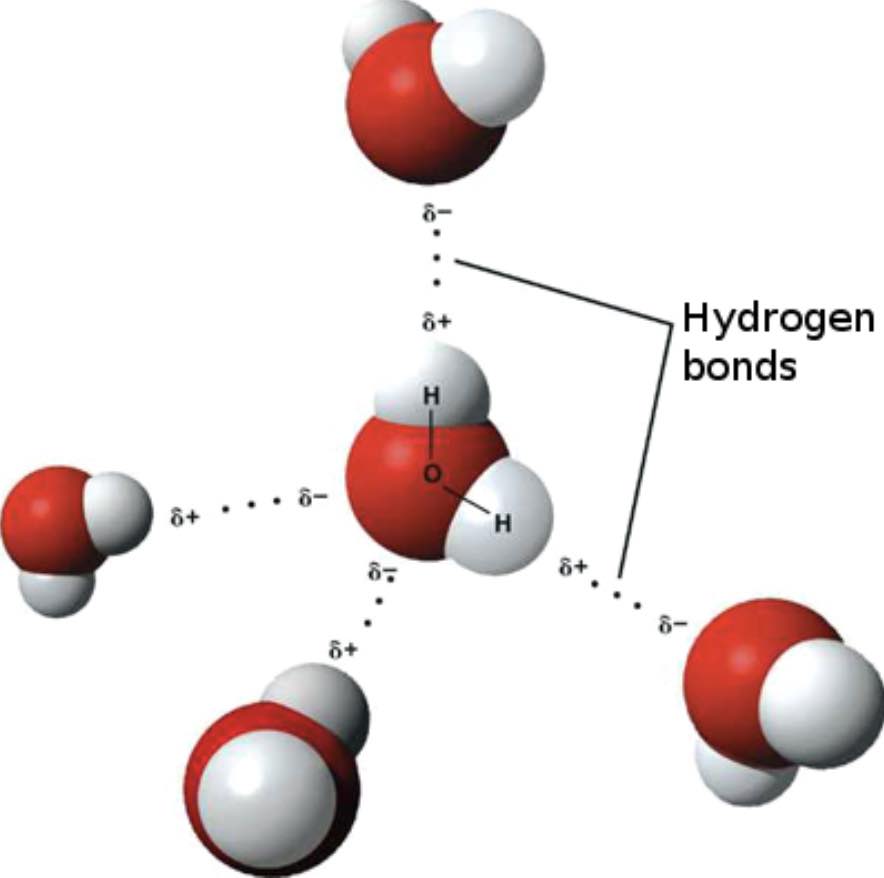Water hydrogen bonding IMF